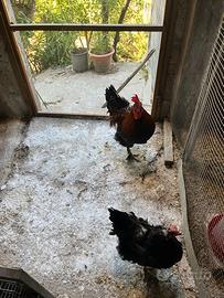 Marans Nero Ramato