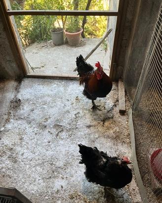 Marans Nero Ramato