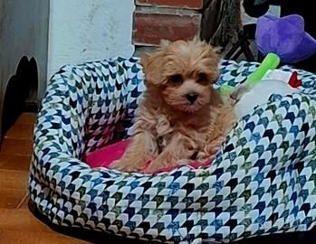 Miele, maltipoo