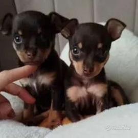 Cucciolini Pinscher mini toy maschi