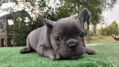 Cuccioli bulldog francese