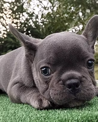 Cuccioli bulldog francese