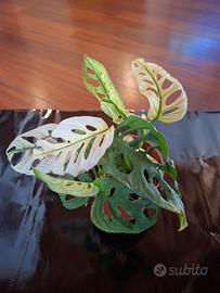 Pianta di adansonii variegata