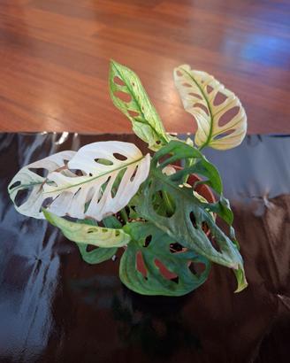Pianta di adansonii variegata