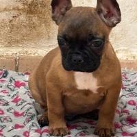 Bulldog francese. Cuccioli