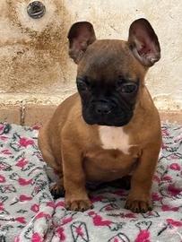 Bulldog francese. Cuccioli