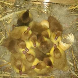 Anatre mute cioccolato