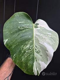 Monstera Deliciosa Variegata 