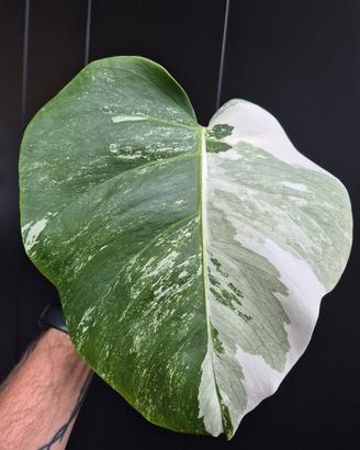 Monstera Deliciosa Variegata 