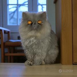 Gatto persiano