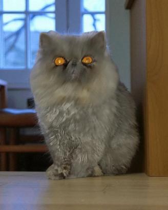 Gatto persiano