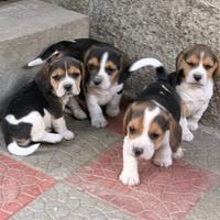 Disponibili cuccioli di beagle