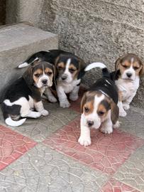 Disponibili cuccioli di beagle
