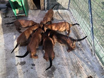 Alpenlaendische Dachsbracke