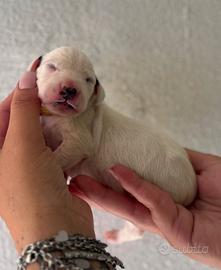 Dalmata