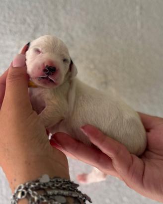 Dalmata