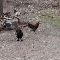 Galli allevati a terra