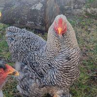 Gallo Brahma colorazione "Spalviero "