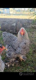Gallo Brahma colorazione "Spalviero "