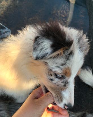 Cuccioli pastore australiano australian shepherd