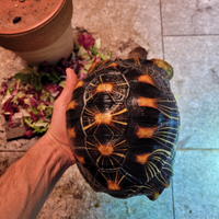 Tartaruga Astro Radiata