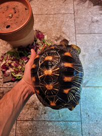 Tartaruga Astro Radiata