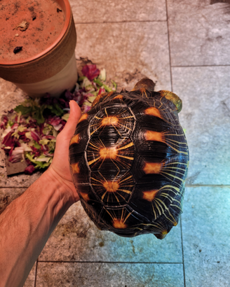 Tartaruga Astro Radiata