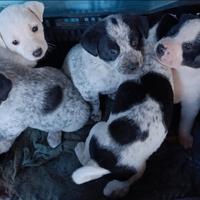Cuccioli meticci