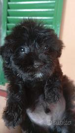 barboncino blak 
