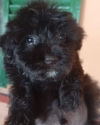 barboncino blak 