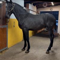 Cavallo spagnolo puledro