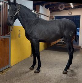 Cavallo spagnolo puledro