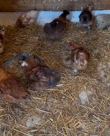 Gallinelle moroseta e concincina nana