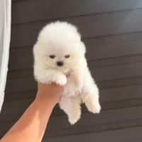 Pomerania spitz nano toy disponibili