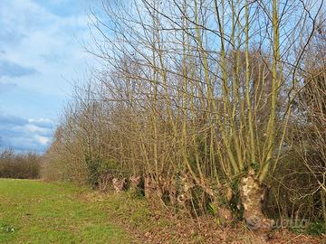 legna - siepe di platani da tagliare