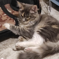 Maine coon kitten