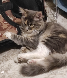 Maine coon