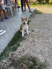 Cuccioli akita inu