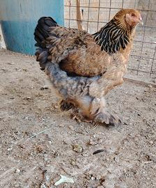 Galline