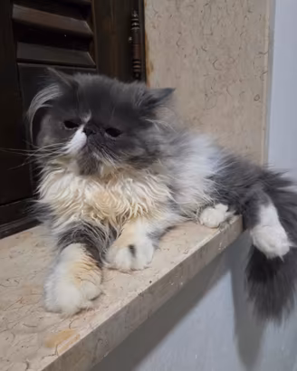 Cucciola persiana ipertipica femminuccia