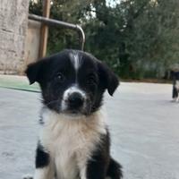 Cuccioli taglia medio grande