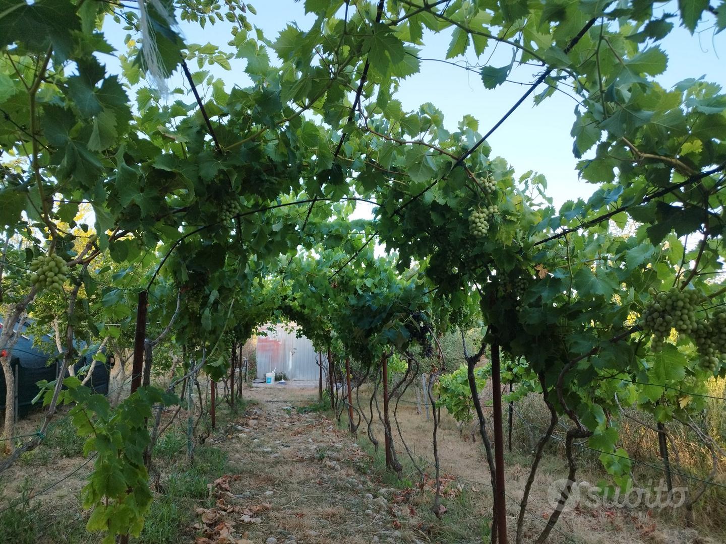 Terreno con frutteto - Vista 3