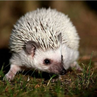 Vedo riccio africano