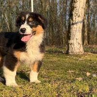 Cucciola Australian Shepherd / Pastore Australiano