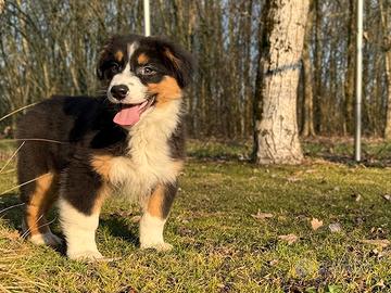 Cucciola Australian Shepherd / Pastore Australiano