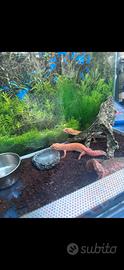 Geco leopardino