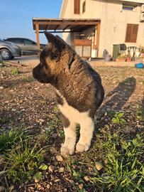 Cuccioli Akita Americano