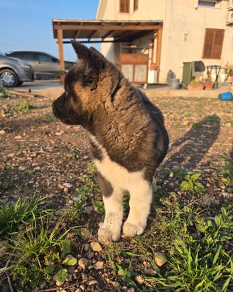 Cuccioli Akita Americano