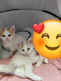 Gattina 3 mesi