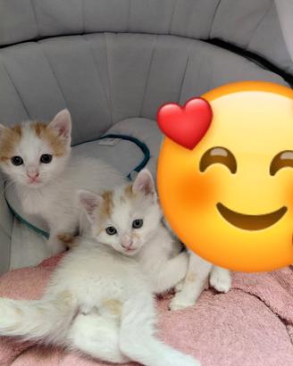 Gattina 3 mesi